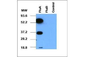 Western Blotting (WB) image for anti-Influenza A Virus antibody  (ABIN371625) (Influenza A Virus antibody )