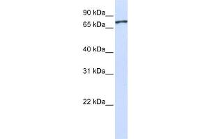 Western Blotting (WB) image for anti-Unc-5 Homolog A (UNC5A) antibody (ABIN2459391) (UNC5A antibody)