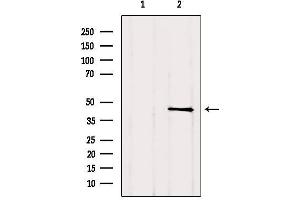 Western blot analysis of extracts from Hela, using TGIF1 Antibody.