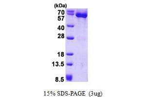 Image no. 1 for Heat Shock 60kDa Protein 1 (Chaperonin) (HSPD1) protein (His tag) (ABIN1098577) (HSPD1 Protein (His tag))