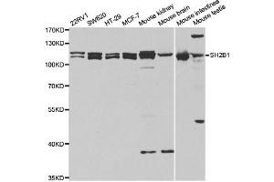 Western Blotting (WB) image for anti-SH2B Adaptor Protein 1 (SH2B1) antibody (ABIN1876744) (SH2B1 antibody)