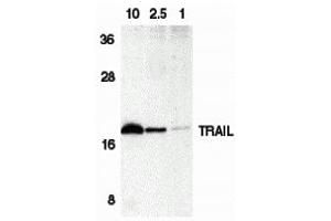 Western Blotting (WB) image for anti-Tumor Necrosis Factor (Ligand) Superfamily, Member 10 (TNFSF10) (C-Term) antibody (ABIN1030767) (TRAIL antibody  (C-Term))
