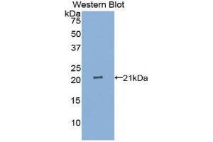 Western Blotting (WB) image for anti-Interleukin 25 (IL25) (AA 28-177) antibody (ABIN1859407) (IL-25 antibody  (AA 28-177))