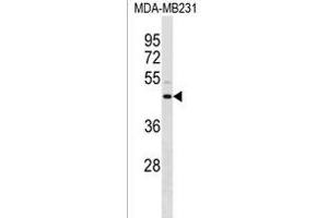 ANXA8L1/ANXA8L2 Antibody (N-term) (ABIN1539595 and ABIN2850200) western blot analysis in MDA-M cell line lysates (35 μg/lane). (ANXA8L2 antibody  (N-Term))