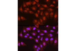 Immunofluorescence (IF) image for anti-PYD and CARD Domain Containing (PYCARD) (AA 50-195) antibody (ABIN3021617)