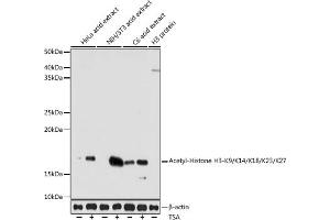 Western blot analysis of extracts of various cell lines, using Acetyl-Histone H3-K9/K14/K18/K23/K27 antibody (ABIN7267676) at 1:1000 dilution. (Histone 3 antibody  (H3K9, H3K14, H3K18, H3K23, H3K27))