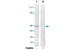 Western blot analysis of extracts from HepG2 cells, using ADORA2A polyclonal antibody .