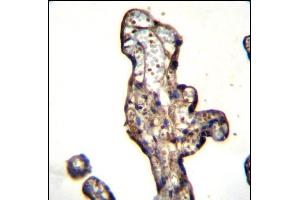 SLC15A3 Antibody (Center) (ABIN656857 and ABIN2846062) immunohistochemistry analysis in formalin fixed and paraffin embedded human placenta tissue followed by peroxidase conjugation of the secondary antibody and DAB staining. (SLC15A3 antibody  (AA 168-197))