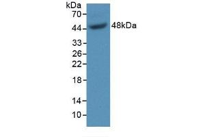 Western blot analysis of recombinant Mouse GAS6. (GAS6 antibody  (AA 59-221))