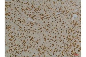 Immunohistochemistry (IHC) analysis of paraffin-embedded Rat Brain Tissue using Kv10. (KCNH1 antibody)