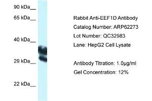 Western Blotting (WB) image for anti-Eukaryotic Translation Elongation Factor 1 delta (Guanine Nucleotide Exchange Protein) (EEF1D) (C-Term) antibody (ABIN2789095) (EEF1D antibody  (C-Term))
