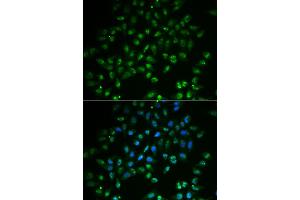 Immunofluorescence analysis of A549 cells using HAND2 antibody.
