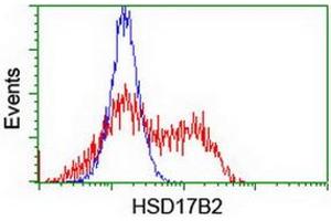 Image no. 3 for anti-Hydroxysteroid (17-Beta) Dehydrogenase 2 (HSD17B2) antibody (ABIN1498726) (HSD17B2 antibody)