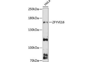 Western blot analysis of extracts of HeLa cells, using ZFYVE16 antibody (ABIN6129168, ABIN6150438, ABIN6150440 and ABIN6217042) at 1:3000 dilution. (ZFYVE16 antibody  (AA 1-300))