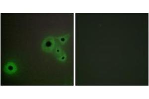 Immunofluorescence analysis of A549 cells, using MED23 Antibody. (MED23 antibody  (AA 1-50))