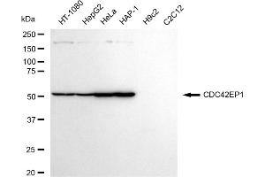 Western blotting analysis using CDC42EP1 antibody (ABIN7797992).