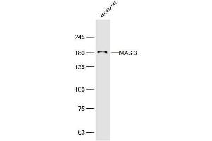 MAGI3 antibody  (AA 181-280)