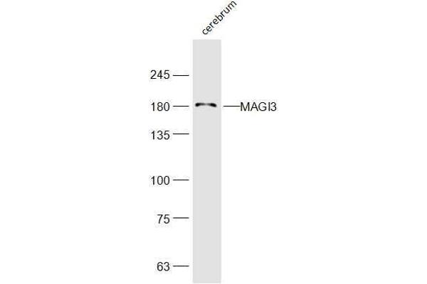 MAGI3 antibody  (AA 181-280)