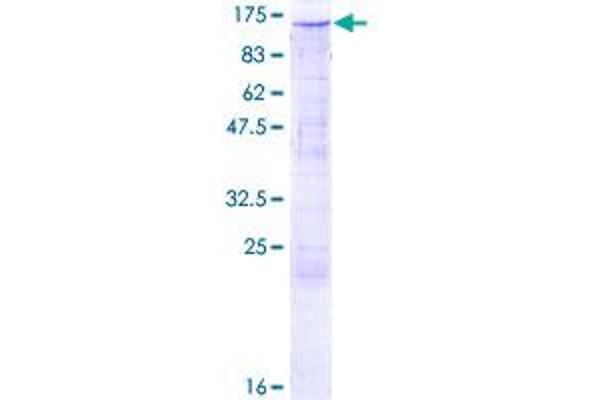 TRIM24 Protein (AA 1-1050) (GST tag)