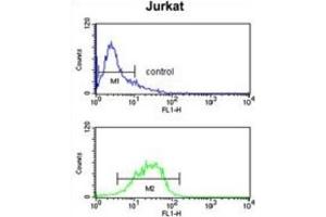 Flow Cytometry (FACS) image for anti-Insulin-Like Growth Factor Binding Protein, Acid Labile Subunit (IGFALS) antibody (ABIN3003239) (IGFALS antibody)