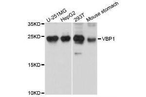 Western blot analysis of extracts of various cell lines, using VBP1 antibody (ABIN5995758) at 1/1000 dilution. (VBP1 antibody)