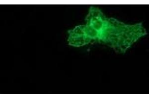 Immunofluorescence (IF) image for anti-Protein Kinase C, epsilon (PRKCE) antibody (ABIN1500234) (PKC epsilon antibody)