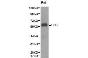 Western Blotting (WB) image for anti-Hemopoietic Cell Kinase (HCK) antibody (ABIN1872949) (HCK antibody)