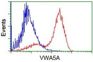 HEK293T cells transfected with either RC212185 overexpress plasmid (Red) or empty vector control plasmid (Blue) were immunostained by anti-VWA5A antibody (ABIN2453783), and then analyzed by flow cytometry. (VWA5A antibody)