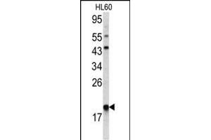 Western blot analysis of ARPC3 antibody (C-term) (ABIN390532 and ABIN2840878) in HL60 cell line lysates(35 μg/lane).