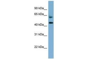 Image no. 1 for anti-Required For Meiotic Nuclear Division 1 Homolog (RMND1) (AA 251-300) antibody (ABIN6742055) (RMND1 antibody  (AA 251-300))