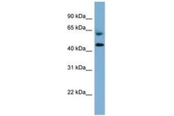 RMND1 anticorps  (AA 251-300)