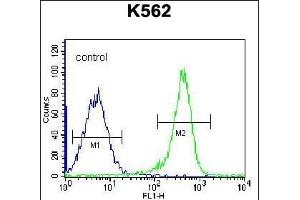 PSTPIP1 Antibody (N-term) (ABIN656428 and ABIN2845719) flow cytometric analysis of K562 cells (right histogram) compared to a negative control cell (left histogram). (PSTPIP1 antibody  (N-Term))