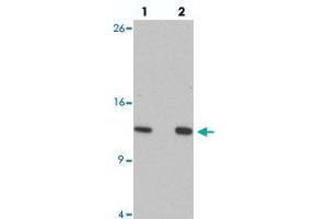 Western blot analysis of HIGD1A in 293 cell lysate with HIGD1A polyclonal antibody  at at (lane 1) 0.