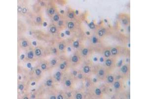 Figure. (A1BG antibody  (AA 313-513))