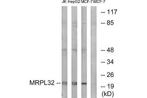 Western Blotting (WB) image for anti-Mitochondrial Ribosomal Protein L32 (MRPL32) (Internal Region) antibody (ABIN1850558) (MRPL32 antibody  (Internal Region))