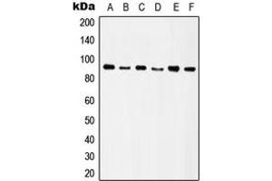 Western blot analysis of Integrin beta 5 expression in HeLa (A), SW480 (B), HT29 (C), A549 (D), Raw264. (Integrin beta 5 antibody  (C-Term))