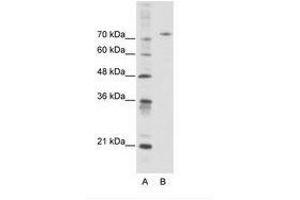 Image no. 1 for anti-Afamin (AFM) (AA 311-360) antibody (ABIN6736102) (Afamin antibody  (AA 311-360))