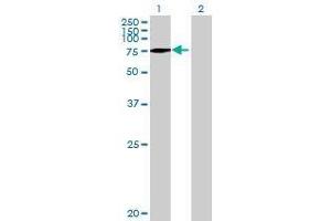 Lane 1: C3orf15 transfected lysate ( 90 KDa) Lane 2: Non-transfected lysate.