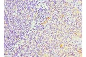 Immunohistochemistry of paraffin-embedded human tonsil tissue using ABIN7169354 at dilution of 1:100 (SERPINH1 antibody  (AA 139-418))