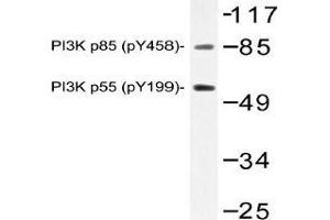 Western blot (WB) analysis of p-PI3K p85 (pTyr458)/p55 (pTyr199) antibody in extracts from NIH/3T3 cells. (PIK3R1 antibody  (pTyr199, pTyr458))