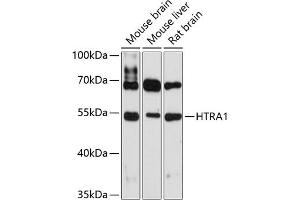 Western blot analysis of extracts of various cell lines, using HTR antibody (1693) at 1:3000 dilution. (HTRA1 antibody  (AA 22-160))