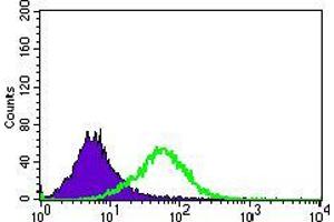 Flow cytometric analysis of Jurkat cells using C17ORF53 mouse mAb (green) and negative control (purple). (C17orf53 antibody  (AA 282-527))