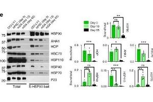 HSP90 complexes in hPSCs and hPSC-derived mDA neurons. (HSPA4 antibody)