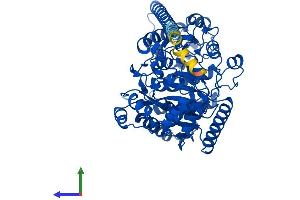 AlphaFold protein structure predicition of Mouse Recombinant Faah Protein, UniprotID O08914 (FAAH Protein (AA 1-579) (His tag))