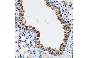 Immunohistochemistry of paraffin-embedded mouse lung using ESD antibody (ABIN1882355) at dilution of 1:100 (40x lens). (Esterase D antibody)