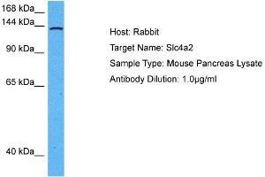 Host: Mouse Target Name: SLC4A2 Sample Tissue: Mouse Pancreas Antibody Dilution: 1ug/ml (SLC4A2 antibody  (N-Term))