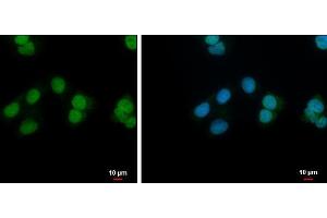 ICC/IF Image NANS antibody [N1C3] detects NANS protein at nucleus by immunofluorescent analysis. (NANS antibody  (Center))