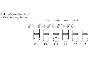 This picture shows the preparation of the positive control. (EGFR ELISA Kit)