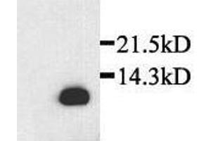 Detection of rat recombinant SDF-1beta in transfected cells by Western Blot