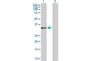 Western Blot analysis of CAMLG expression in transfected 293T cell line by CAMLG MaxPab polyclonal antibody. (CAMLG antibody  (AA 1-296))